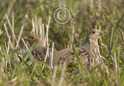 Pair of Grey Partridge DM0499